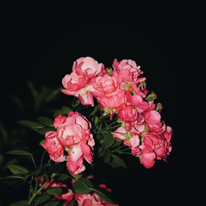 Stocking XXX HD photo
